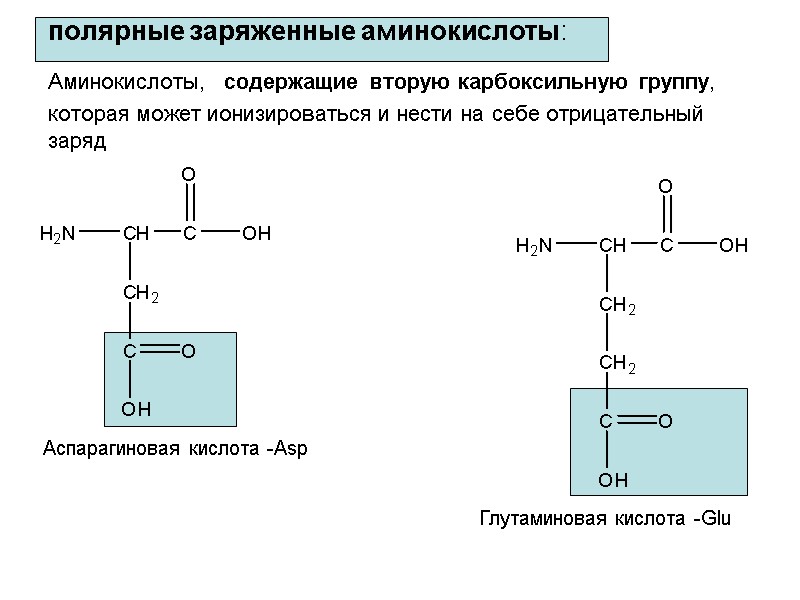 полярные заряженные аминокислоты:  Аминокислоты,  содержащие вторую карбоксильную группу, которая может ионизироваться и